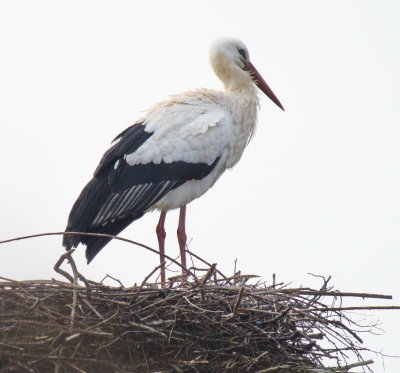 Inspecting a prospective nest