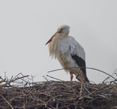 Chilly in the wintry wind