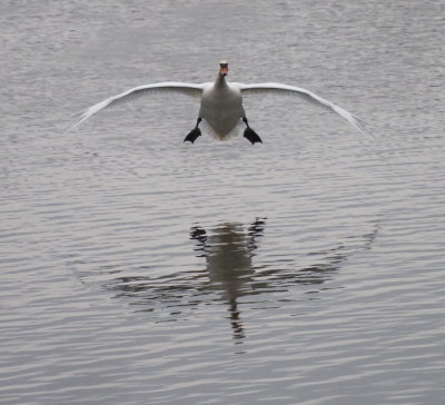 Swan about to land