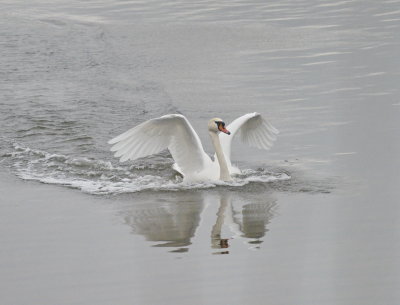 Swan settling