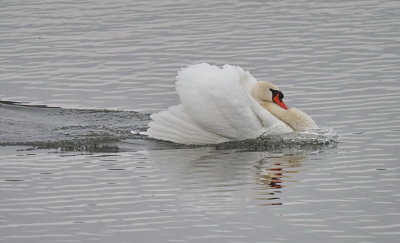 Swan propelled by the back wind