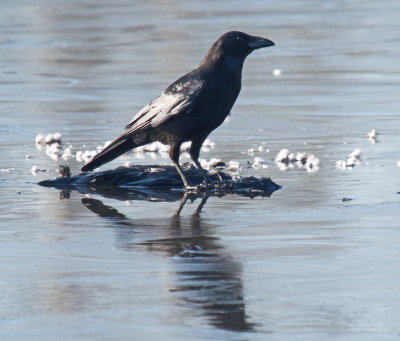 Crow hammering away at the frozen surface of the pond