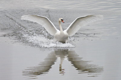 Swan landing
