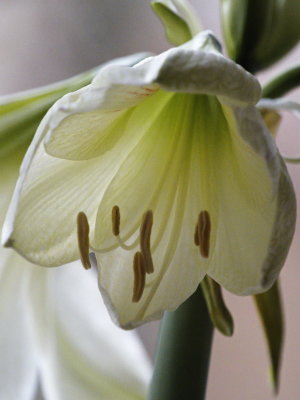 Amaryllis - a first shy look into the world