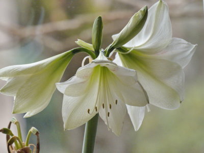 Amaryllis - five blooms on second stalk