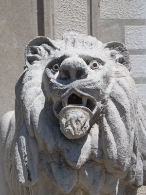 Lion expressing some misgivings about the world
