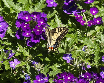 Swallowtail butterfly