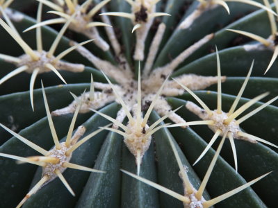 Cactus mammillaria