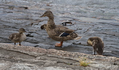 Mummy Mallard with ducklings