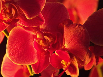 Orchids lit up by a table lamp