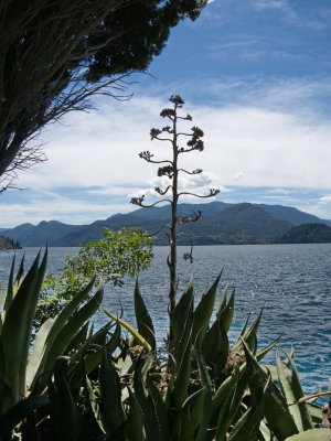 Agave against the waters of Lake Como