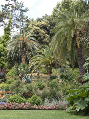 Villa Carlotta gardens - assorted palm trees