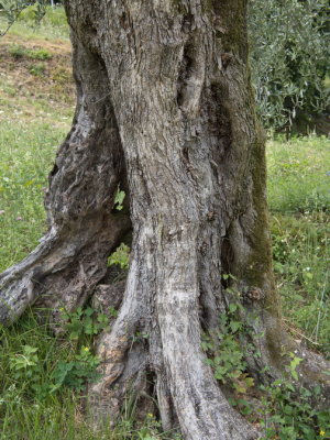 Villa Carlotta gardens - ancient olive tree still going strong