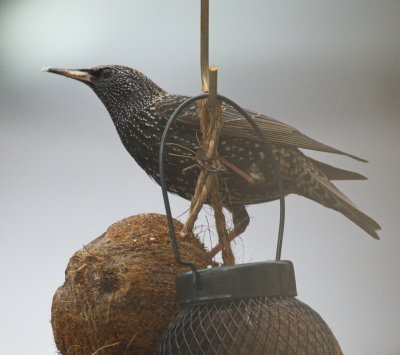 Starling braving the fog to find the feeder