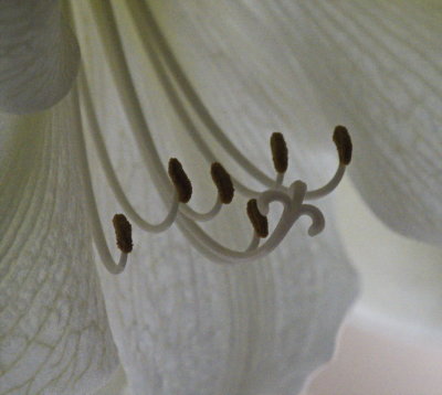 Amaryllis - pollen