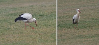 Storks female and male