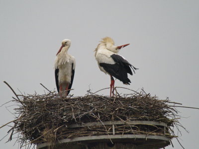 Pair of storks taking possession of the nest