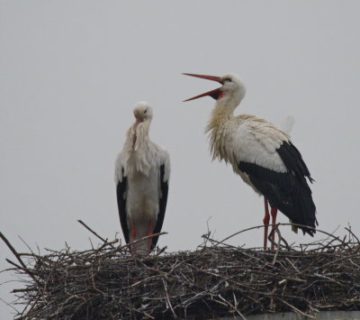 Male stork discussing things with Madam
