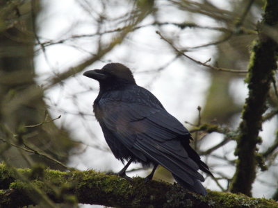Carrion crow - corneille noire - Rabenkrähe - Bëschkueb - corvus corone supervising the goings on at the feeder