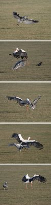 Heron challenging stork