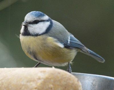 Hungry blue tit on a very wet and windy day