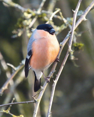 Bullfinch - bouvreuil pivoine - Gimpel - Pillo - Pyrrhula pyrrhula