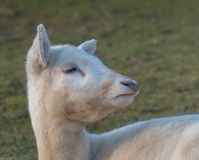 Parc animalier Gaalgebierg