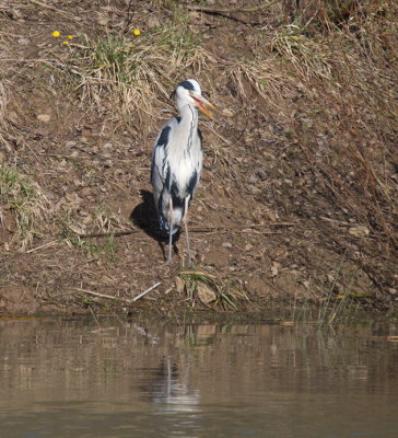 Grey heron - héron cendré - Graureiher - Groreeër - Ardea cinerea