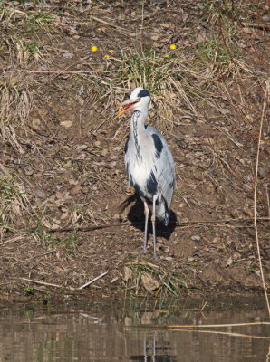 Grey heron sporting beautiful neck feathers