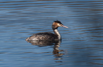 Crested grebe - grèbe huppé - Haubentaucher