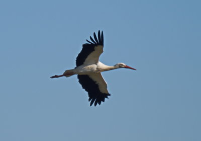 Male stork in flight