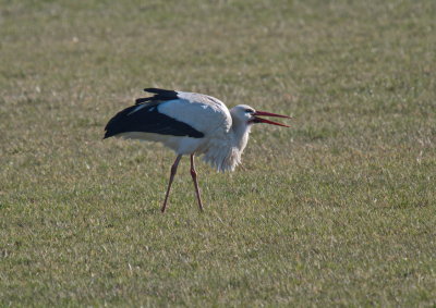 Stork - female - swallowing breakfast