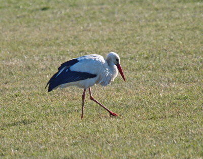 Stork - female - looking for food