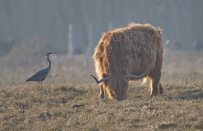Zwin Nature Reserve / Knokke - Belgium