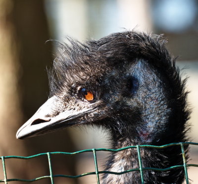 Emu peeping over the fence