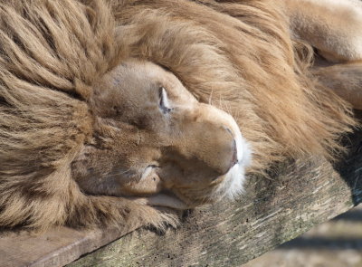 Lion snoozing