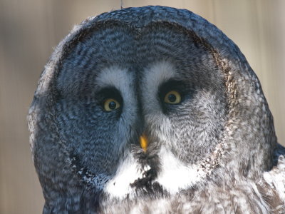 Great grey owl - strix nebulosa