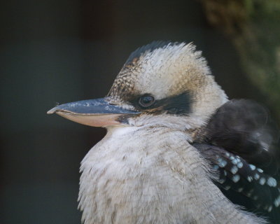 Laughing kookaburra kingfisher