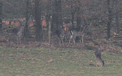 Herd of deer having breakfast