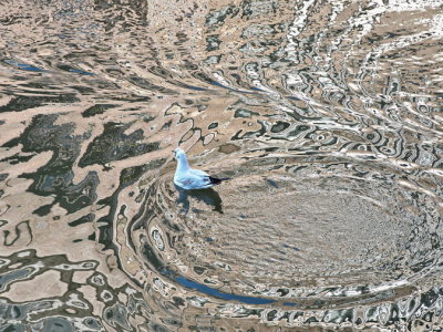 Gull upsetting the reflections in the canal