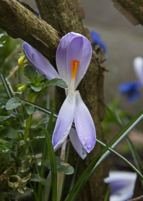 Crocus feeling dissatisfied with the turn the weather has taken