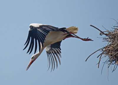 Stork leaving the nest in search of food