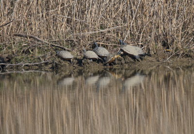 Turtles emerging from the winter months spent at the bottom of the pond