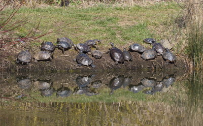 Turtles celebrating the arrival of spring