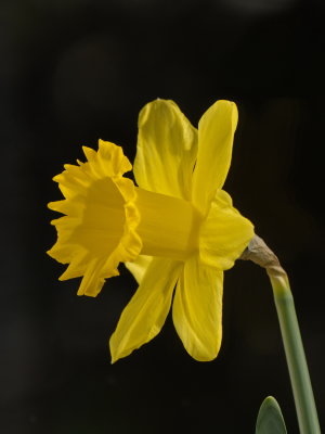 Daffodil lit up from behind