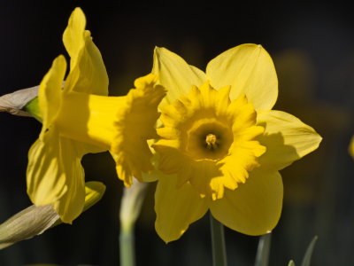 Daffodils having things to confide