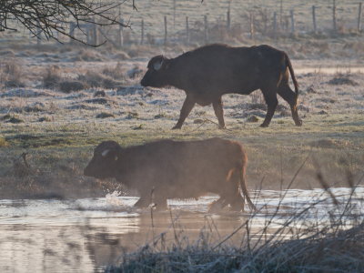 Water buffalo with a splash in the cold river to start the day