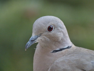 Pigeon close-up