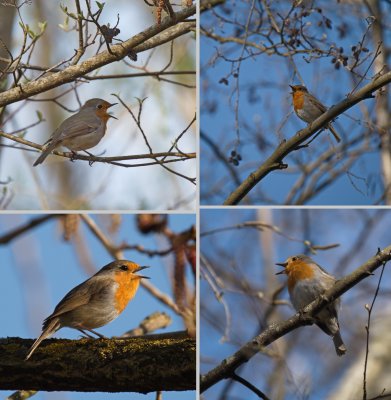 Singing robins