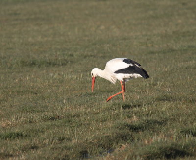 Mrs Stork looking for a bite to eat before returning to the nest for the night